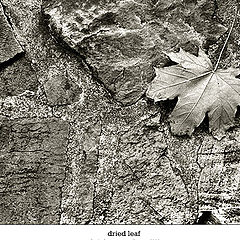 photo "dried leaf"