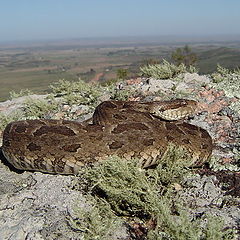 фото "Bothrops newiedi"
