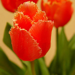 фото "tulip"