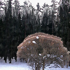 фото "Деревце"