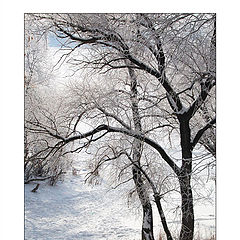 фото "White Etude"