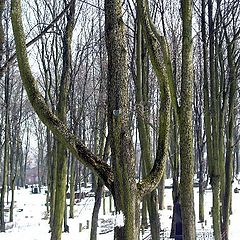 фото "Весна на старом кладбище."