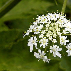 фото "blossoms on green"