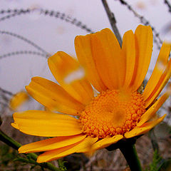 photo "A wind, a rain and a barbed wire."