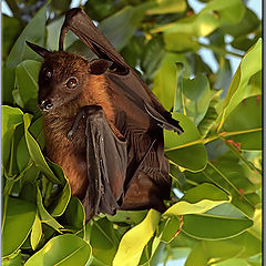 photo "Very modestly "bat" :)"