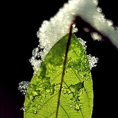 photo "leaf"