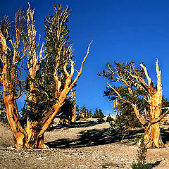 photo "Ancient forest"