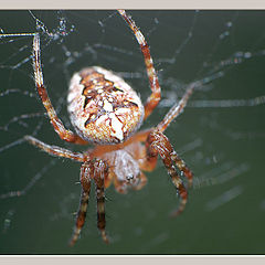 photo "Spider"
