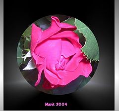 фото "My Rose"