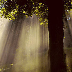 photo "The first sunbeams"