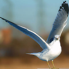 photo "Ready to dance!"