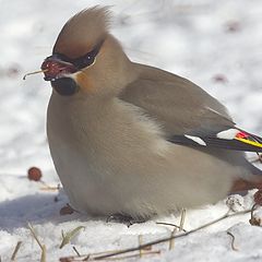 photo "Waxwing"