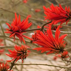 photo "Erythrina corallodendrum"