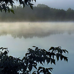 photo "There, behind trees..."