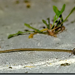 photo "Panorama of a tail"