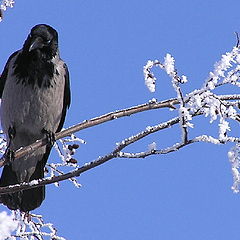 фото "The Crow"