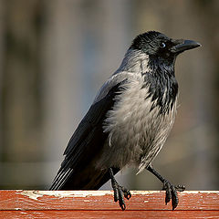 photo "Artful a raven"
