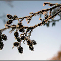 photo "Winter alder"