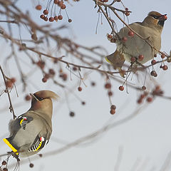 photo "Waxwings"