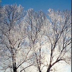 фото "Зимние зарисовки"