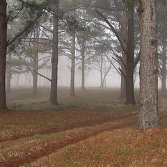 фото "Forgotten Path"