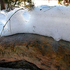 photo "March. Last snow."