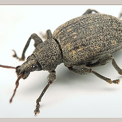 photo "Grey bug - 1"