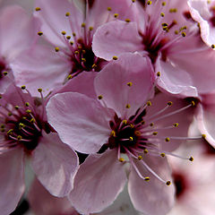 photo "A Hint Of Spring"