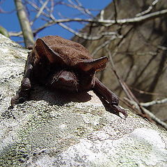 фото "Bat"