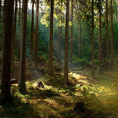 photo "Fantastic Wood"