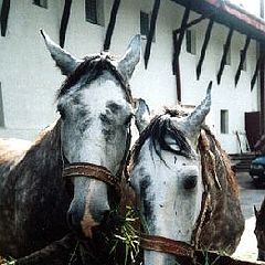 photo "horses"