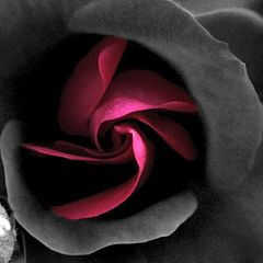 фото "Rose"