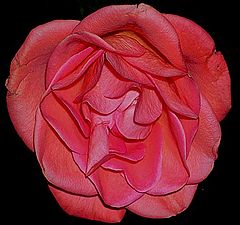 фото "ROSE"