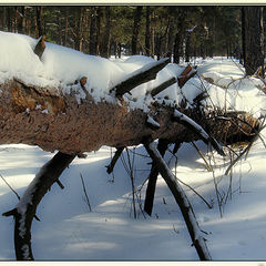 photo "fur-trees - a stick #1/series: Orlovshchina/"