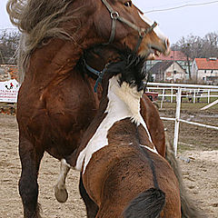 photo "Stallions"