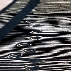 фото "Walking through life`s white and black stripes..."