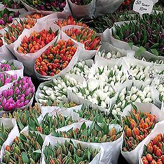 фото "Spring. Tullips. Holland"