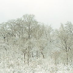 photo "The Beauty of the Last Winter..."