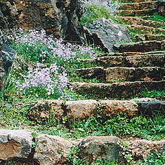 photo "Stairs (like a texture)"