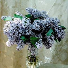 photo "Chinaberry Bouquet"