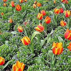 photo "Flowerbed of Tulips"