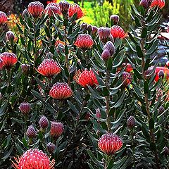 photo "Red Hot Artichokes"