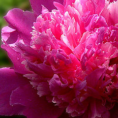 photo "Pink and fluffy"