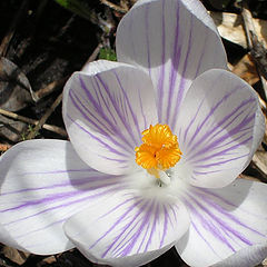 фото "The first flower in spring 2004"