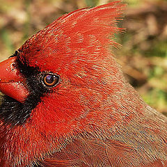 photo "Natural Redhead"