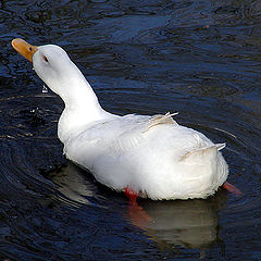 фото "Run for my feathers..."