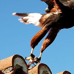 photo "to take wing"