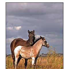 photo "Mother & Son"