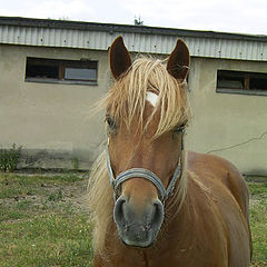 photo "horse"