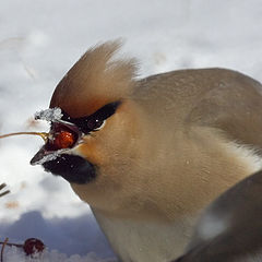 photo "Waxwings"